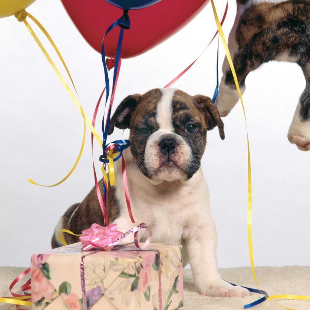 Щенок боксёра и подарочная коробка