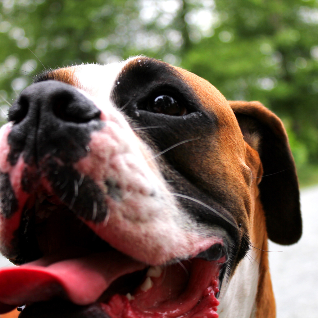 Счастливый боксёр с длинным языком