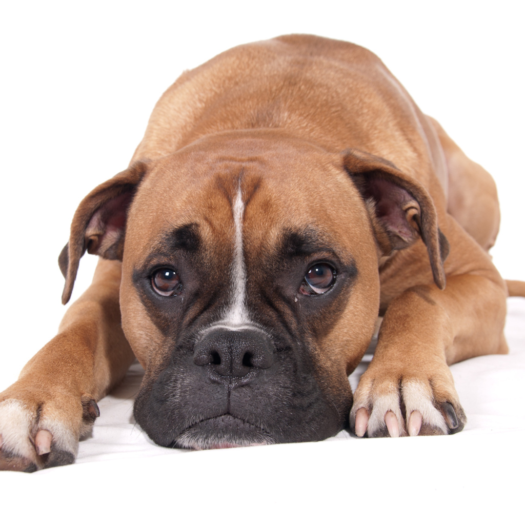 Грустный боксёр на белом полу