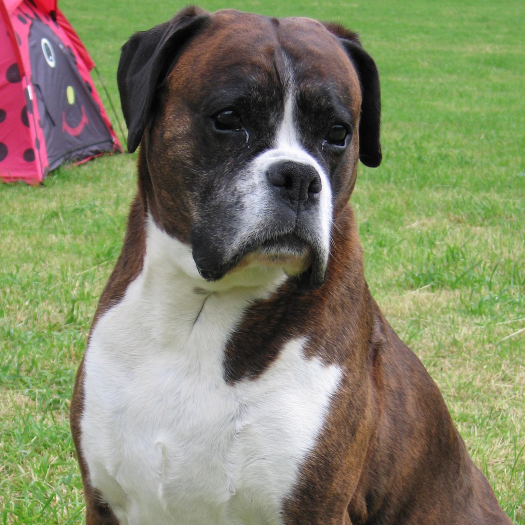 Грустный боксёр на фоне палатки