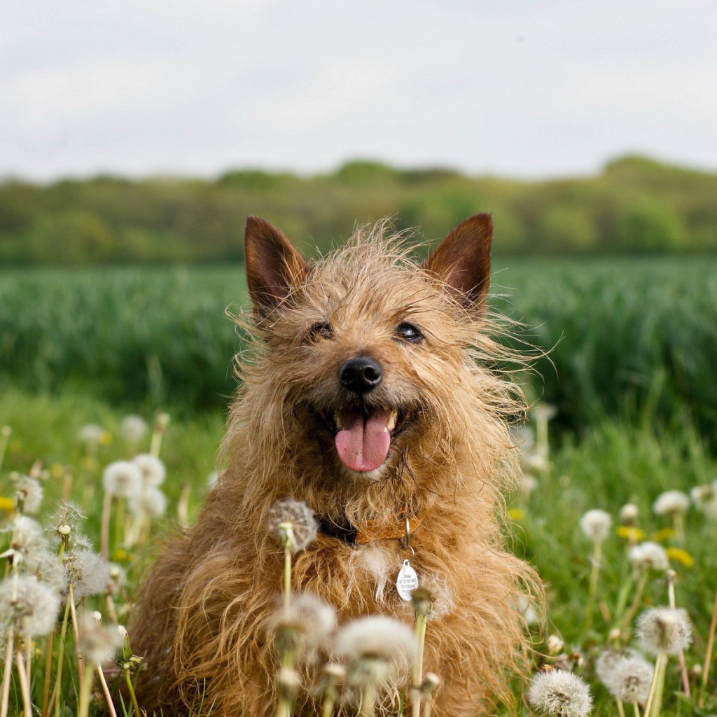 Собака в одуванчиках