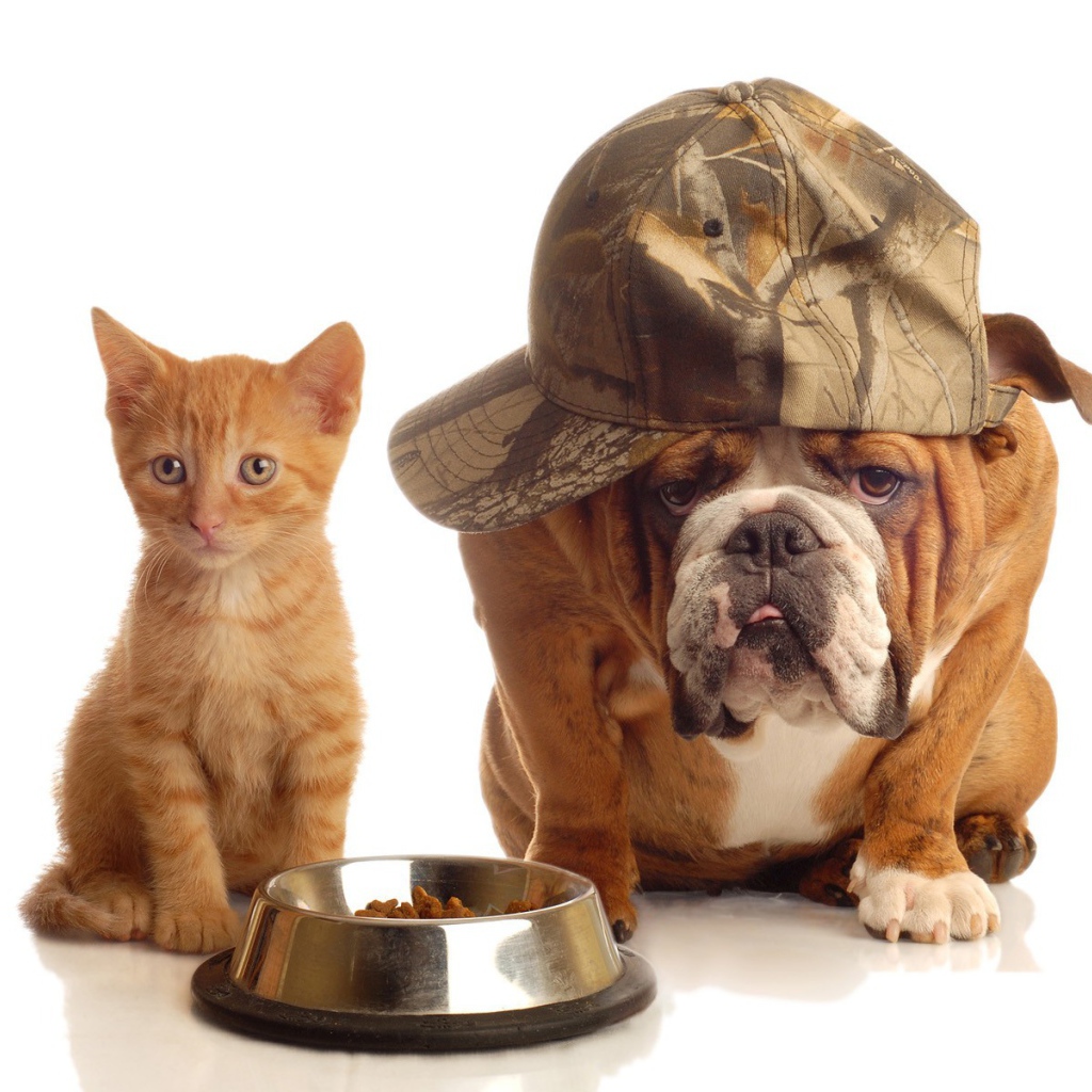 Рыжий котенок и бульдог