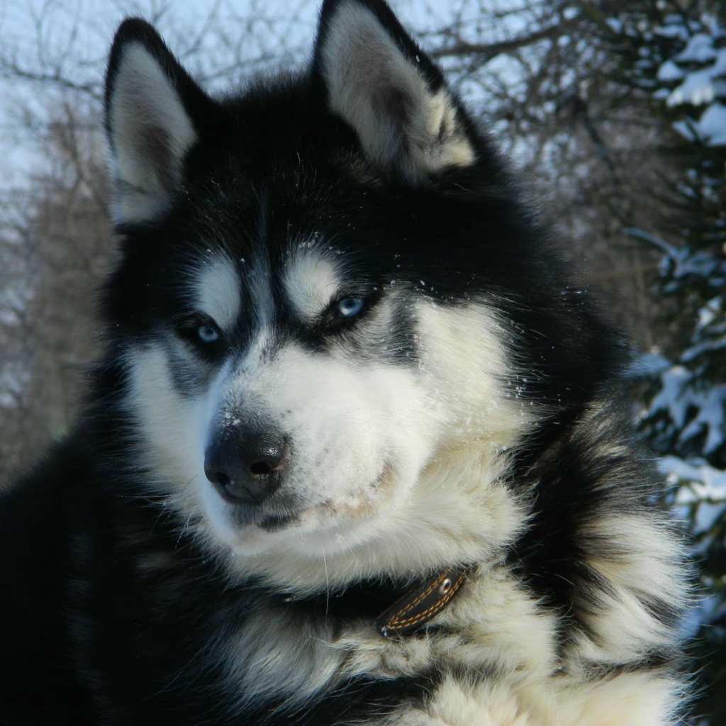 Серьёзный аляскинский маламут