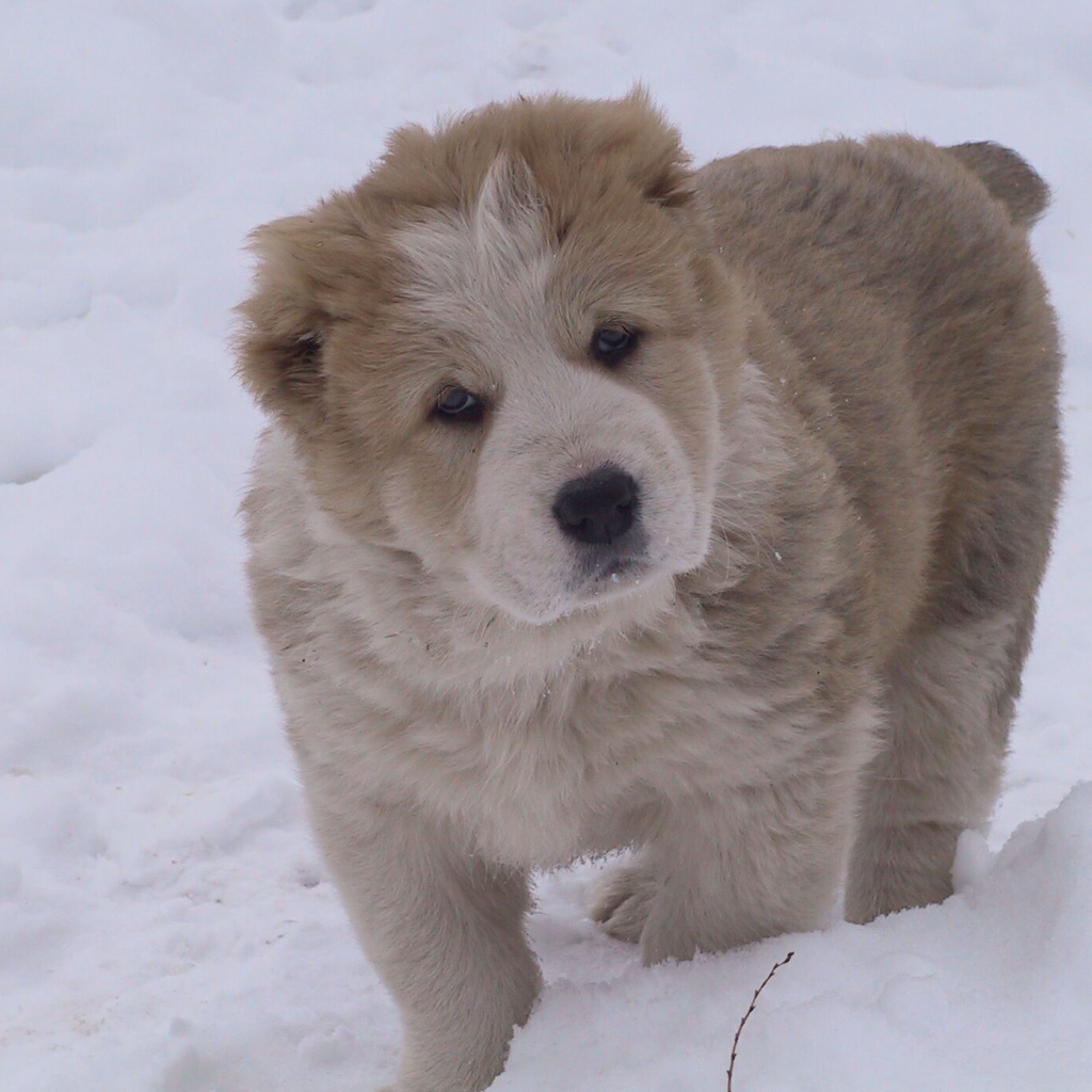 Кавказская овчарка играет на снегу