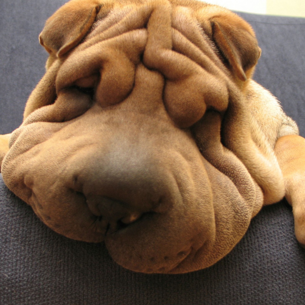 Шарпей спит на диване