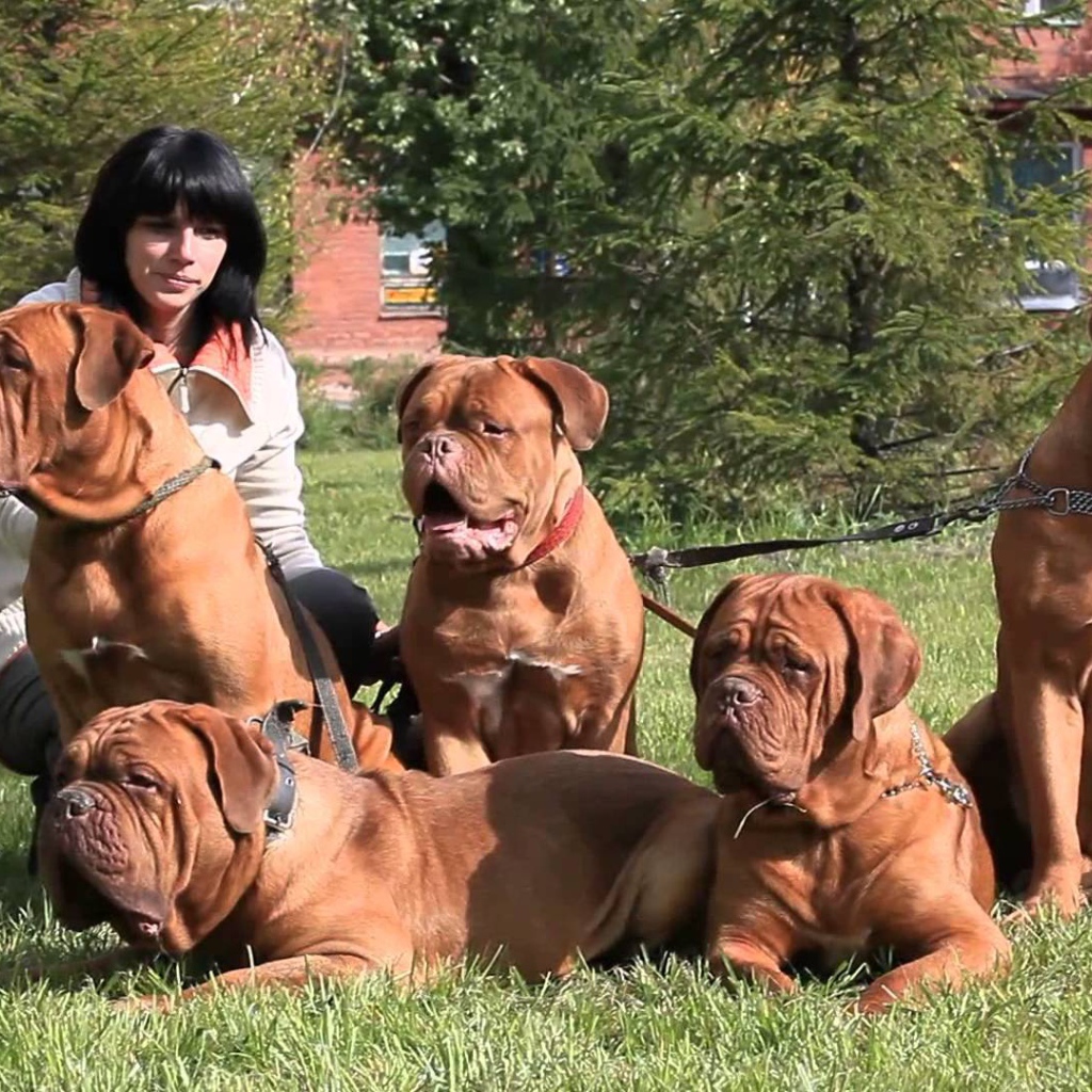 Семейство Бордосских догов