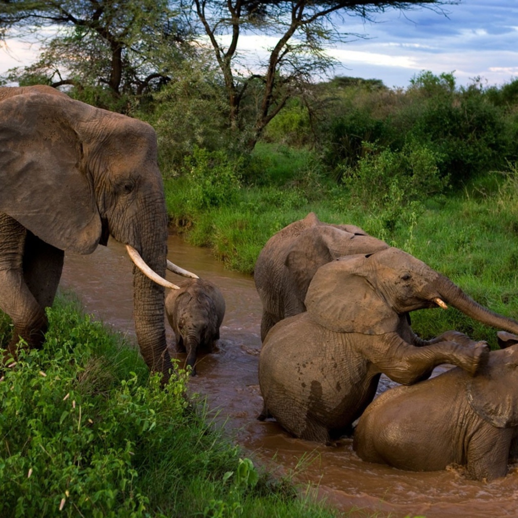 Слоны купаются