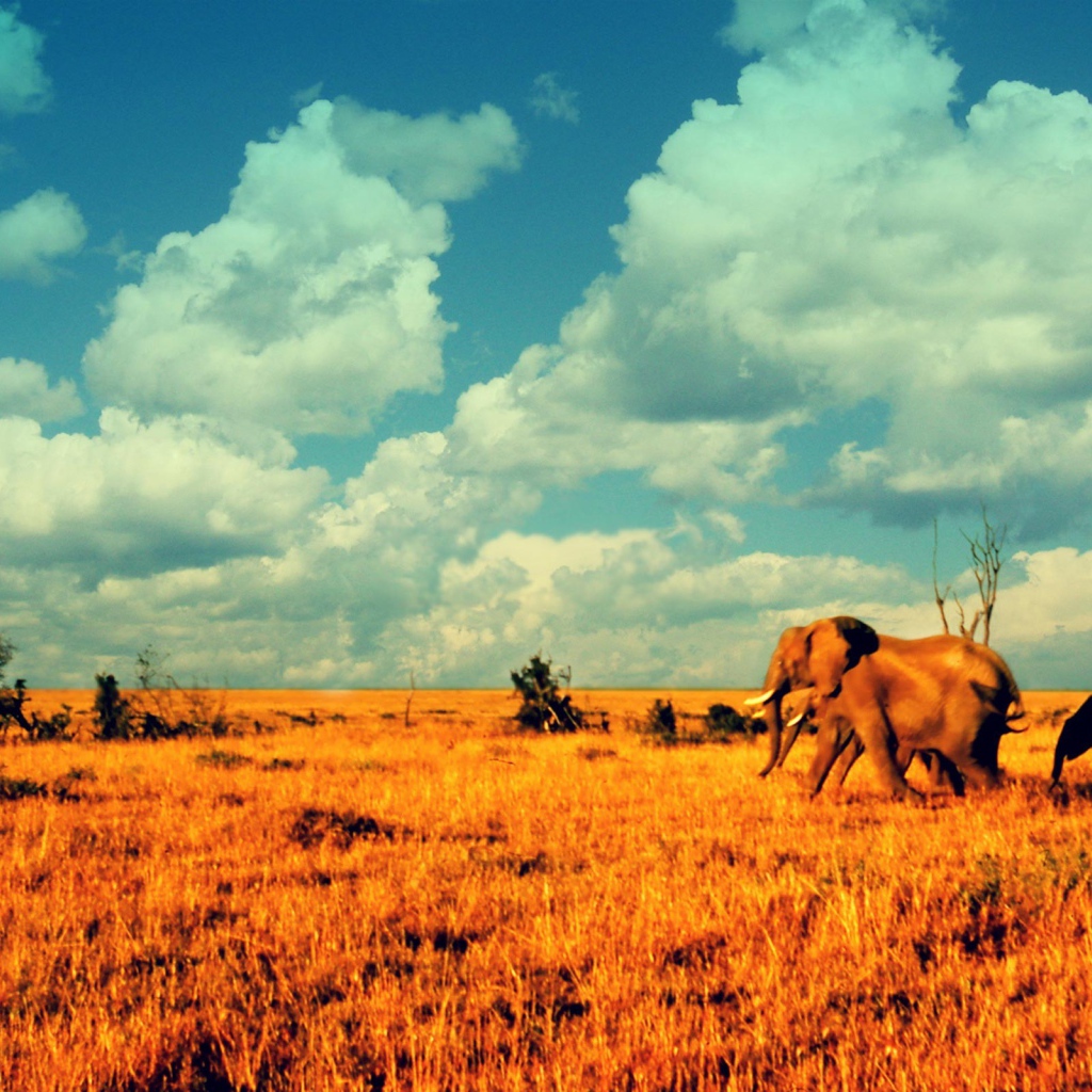 Слоны в саванне