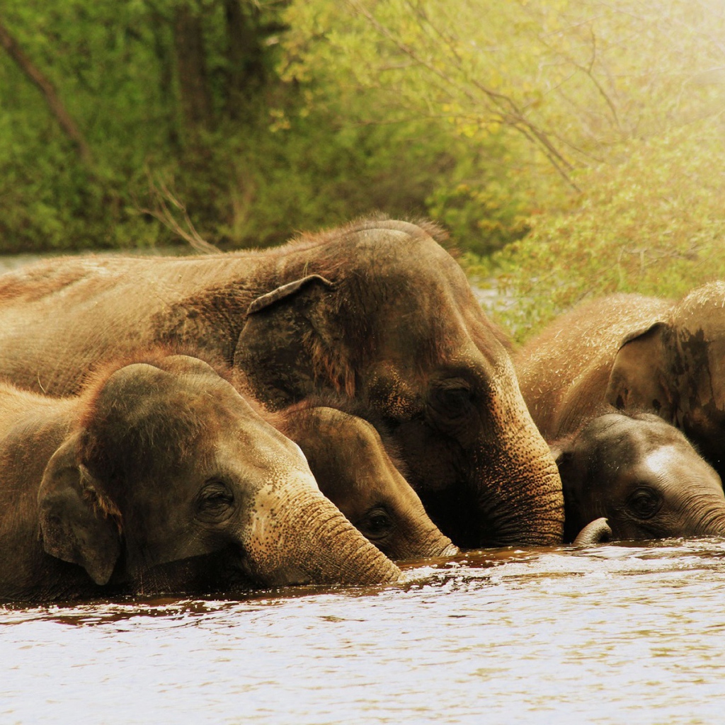 Слоны по уши в воде