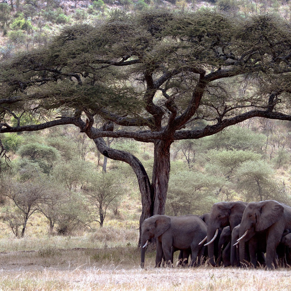 Семья слонов под деревом