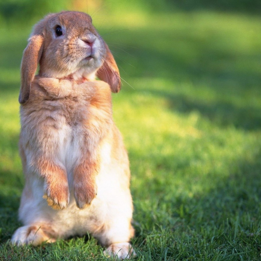 Кролик на задних лапах