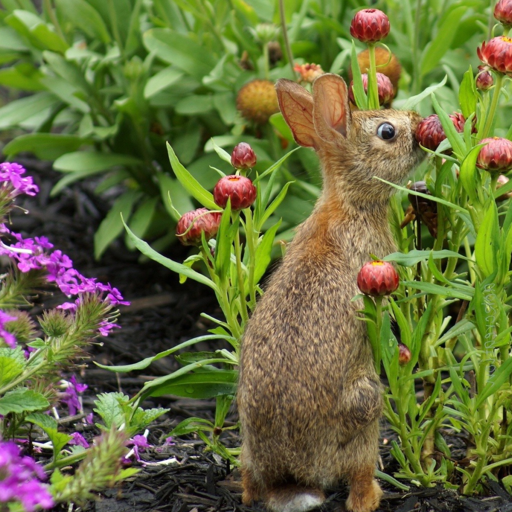 Кролик прячется в цветах