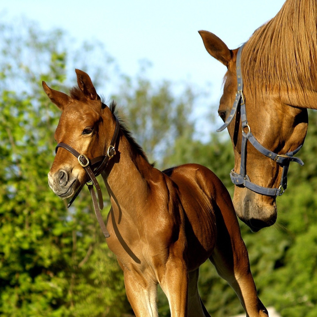 Пара лошадей