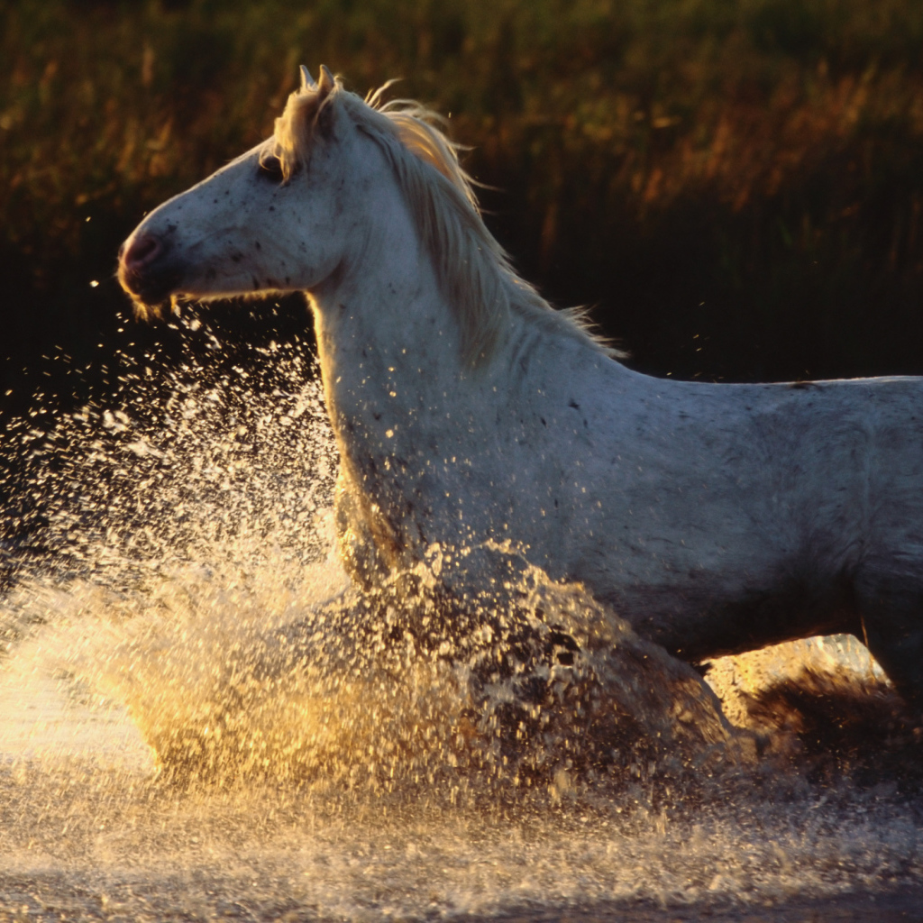 Древние лошади