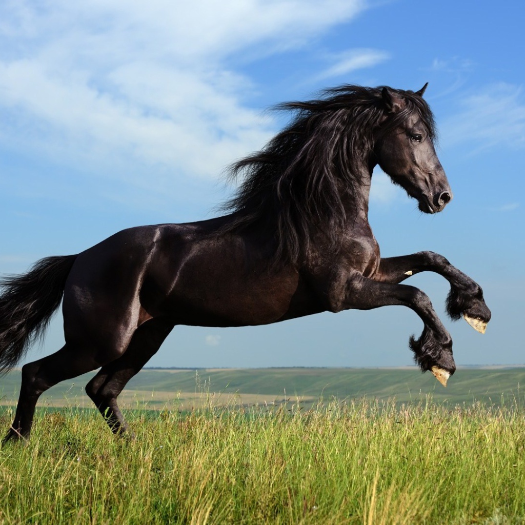 Красивая чёрная лошадь