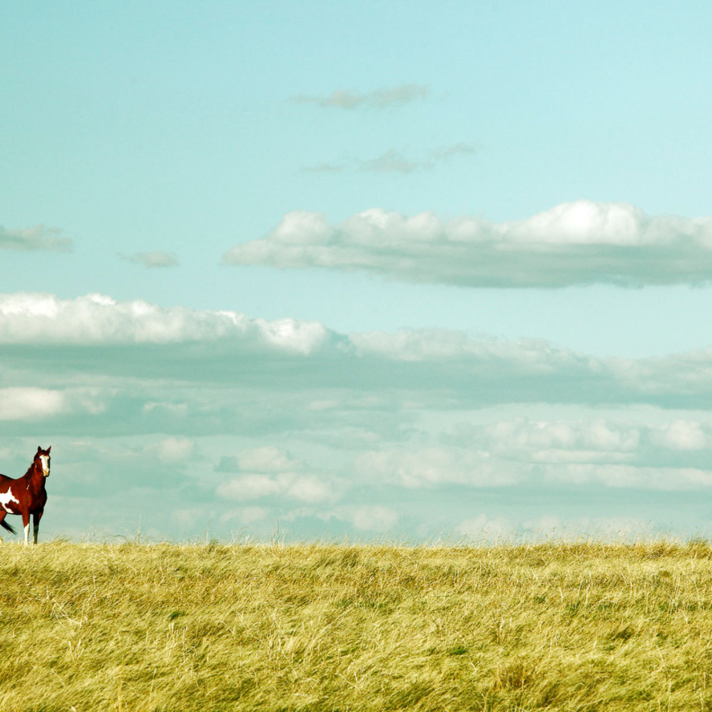 Красивая лошадь в поле