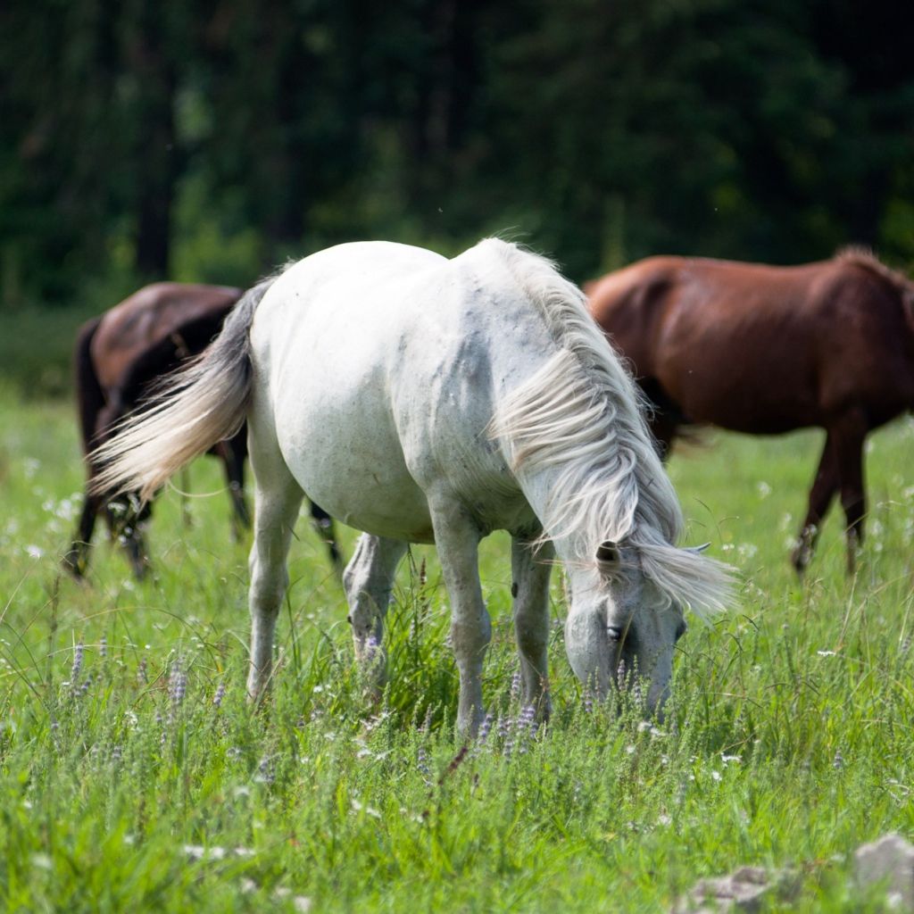 Крупные лошади