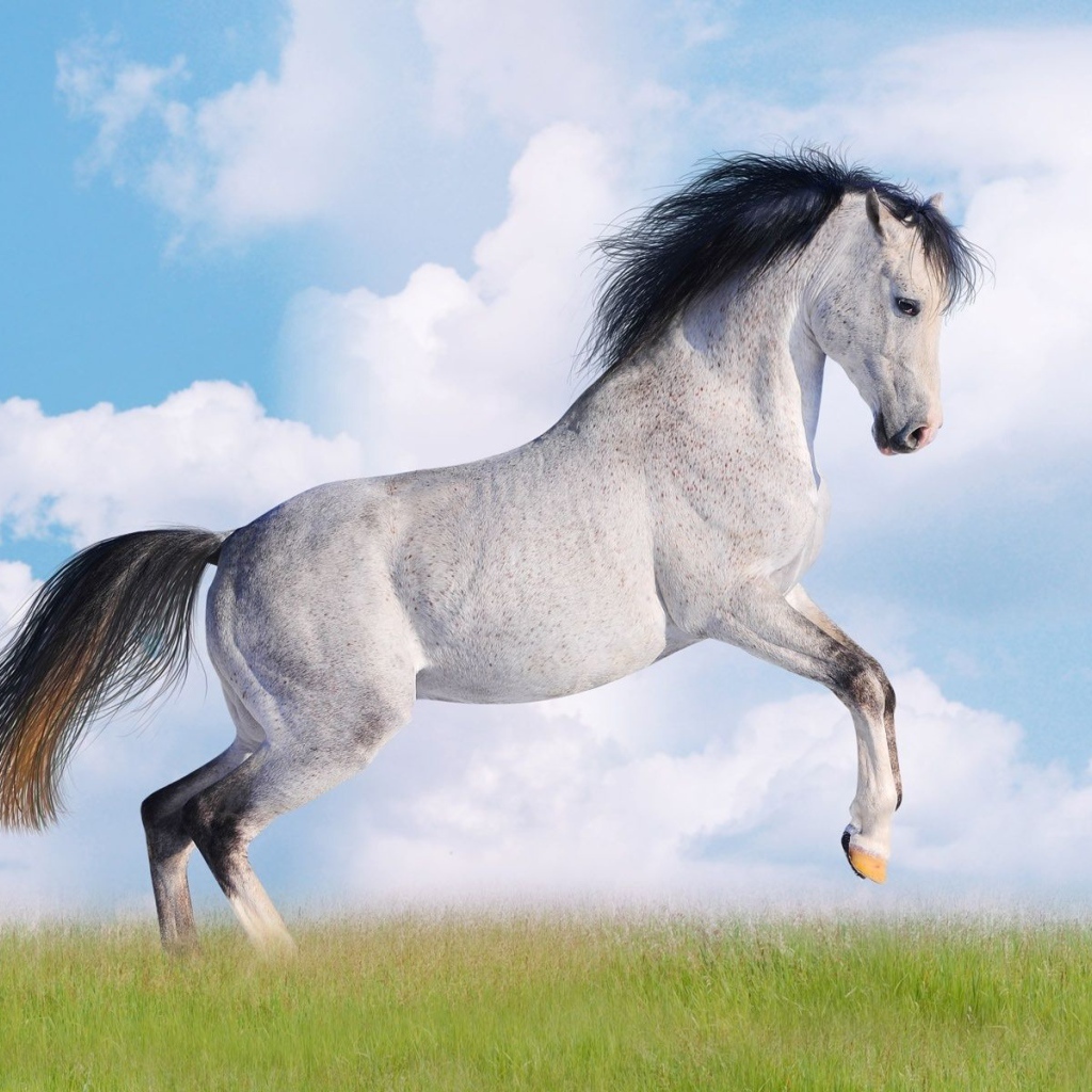 Черно белая лошадь