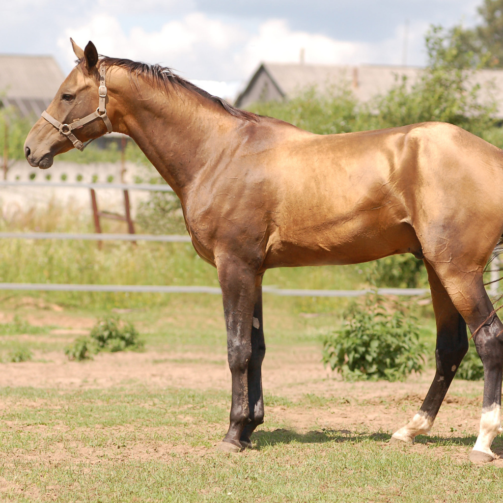 Буденновская лошадь