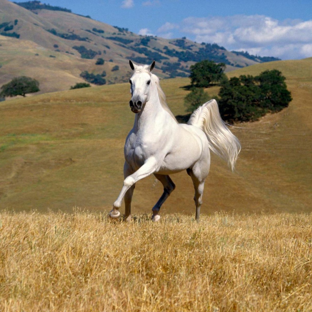 Танцующая лошадь