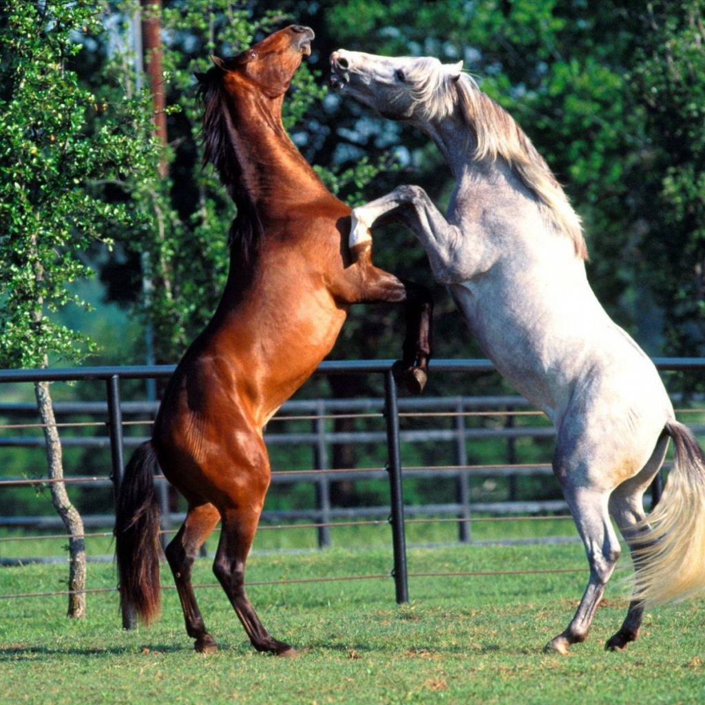 Лошадь резвится. Лошади дружат. Танцующие лошади. Лошадь танцует.