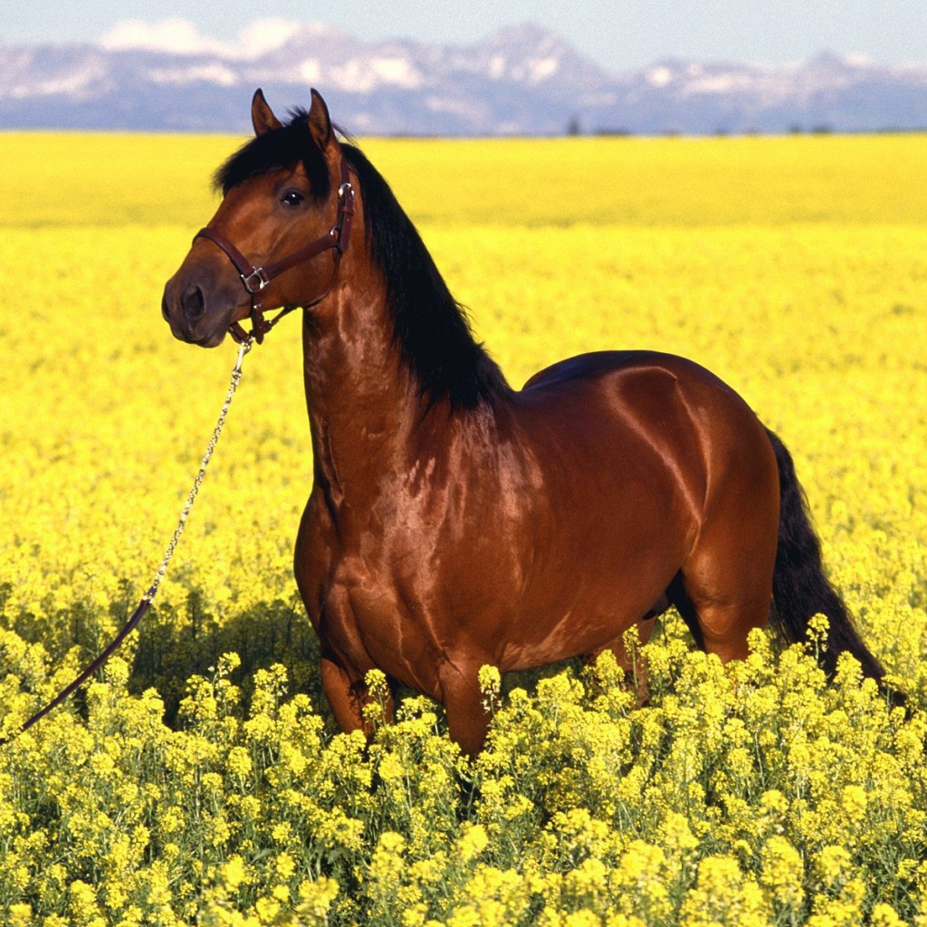 Гнедая лошадь на желтом поле