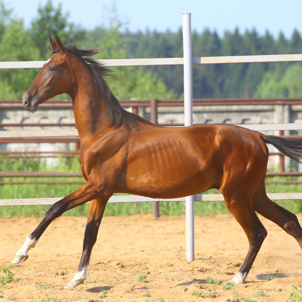 Донская лошадь