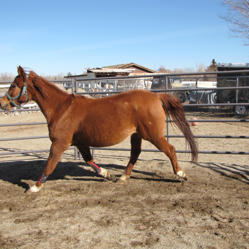 Толстая лошадь
