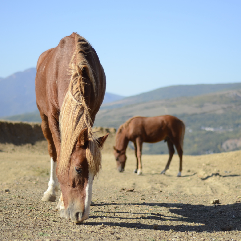 Прекрасные лошади