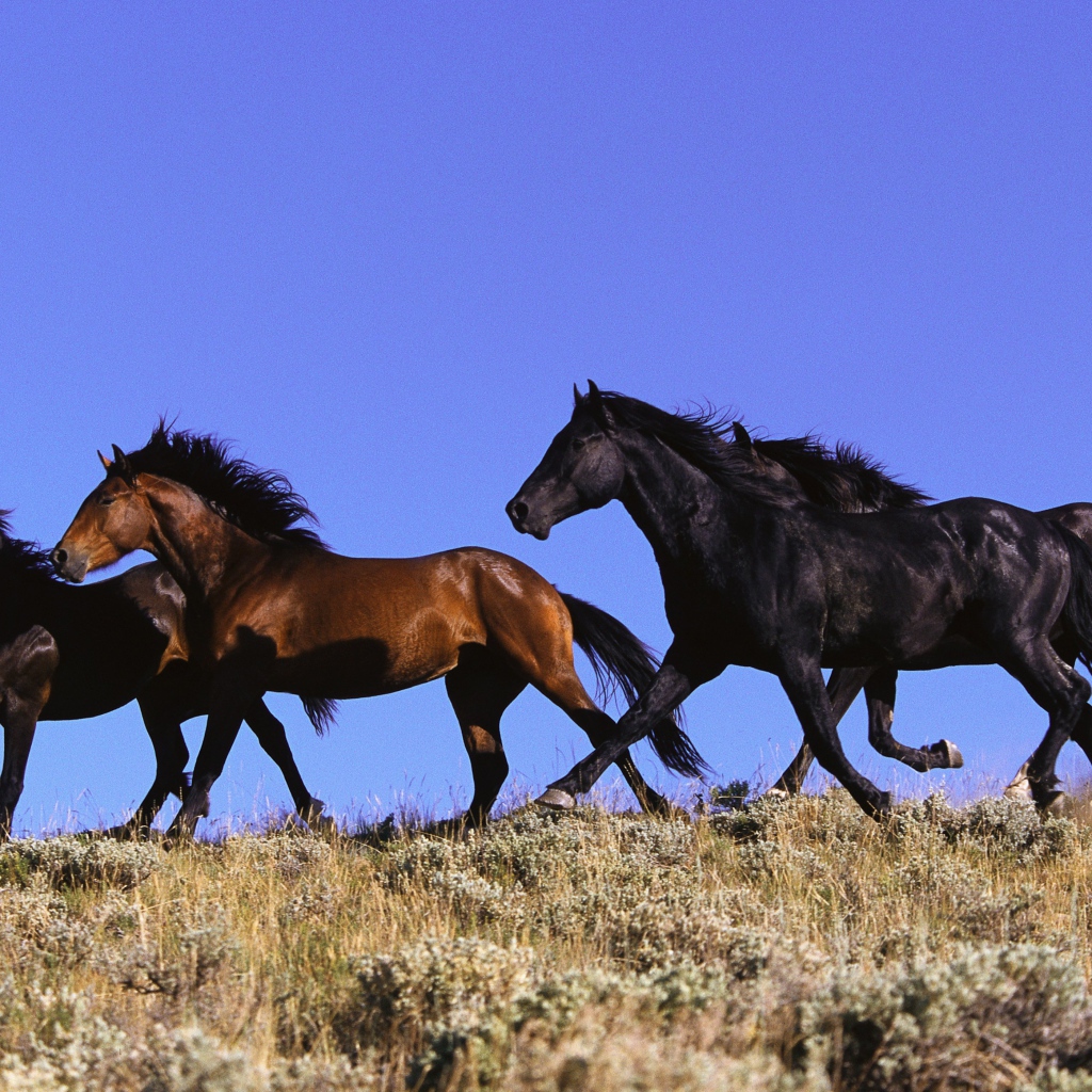 Четыре лошади