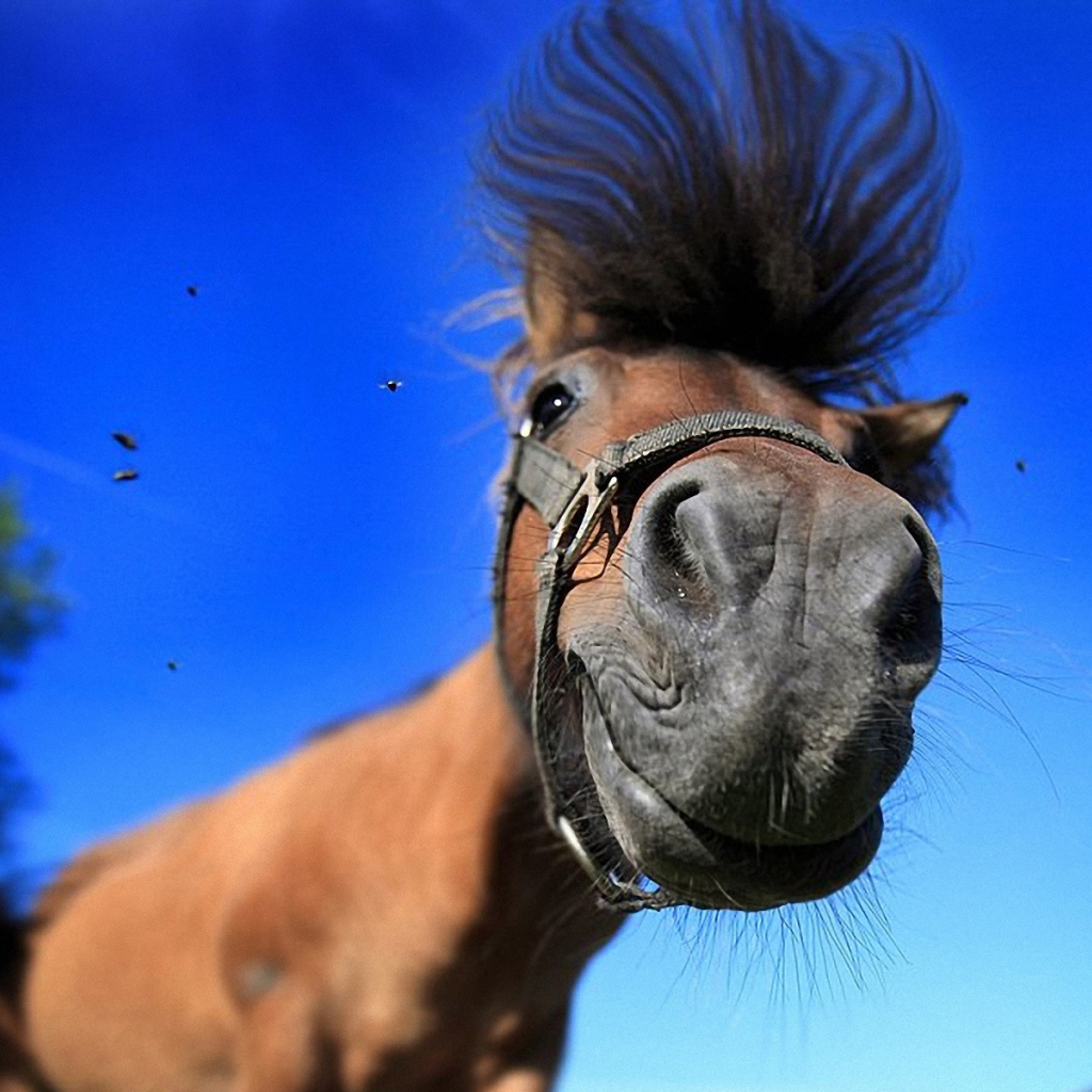 Лошадь смешная