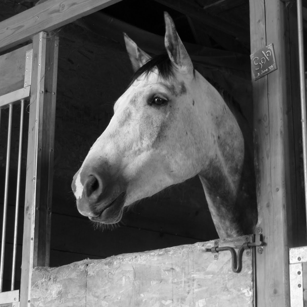 Загнанная лошадь