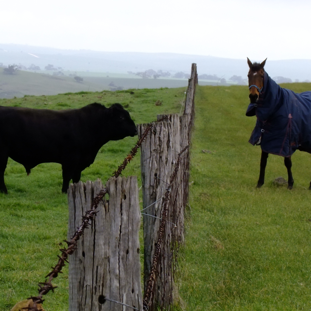 Лошадь и бык