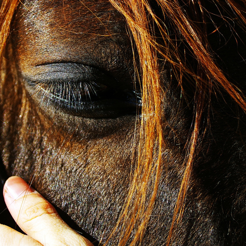 Глаза лошади
