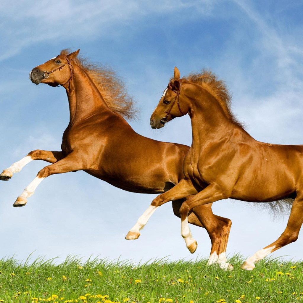 Лошади красивые