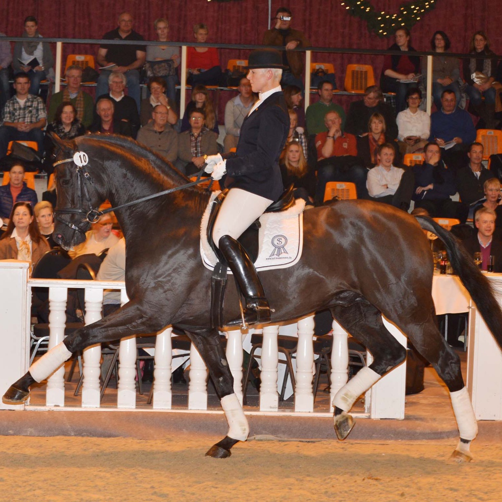 Лошади чемпионы