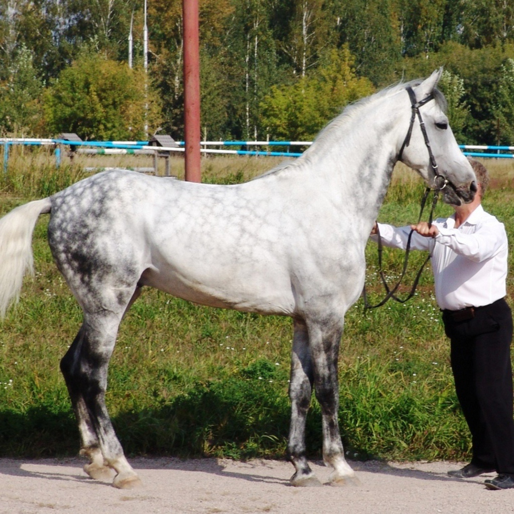 Лошади рысаки