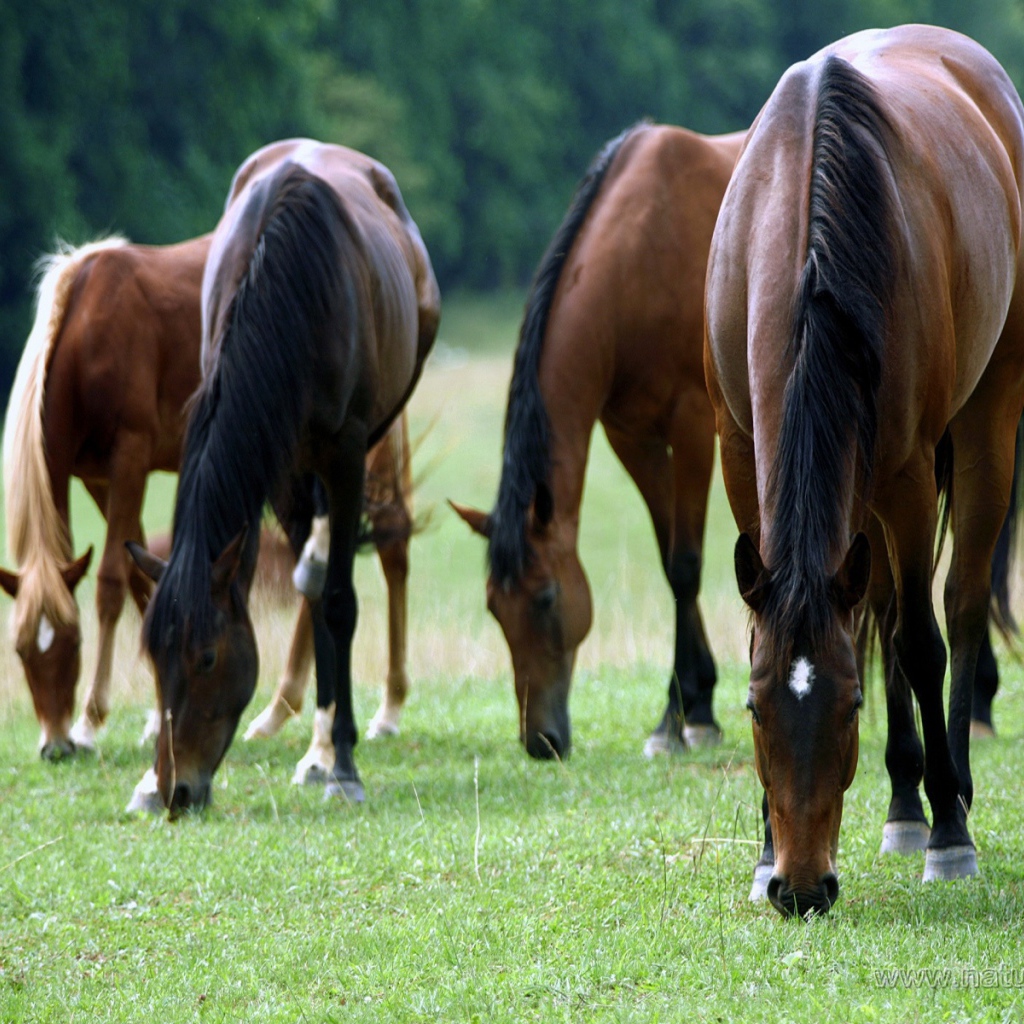 Большие лошади