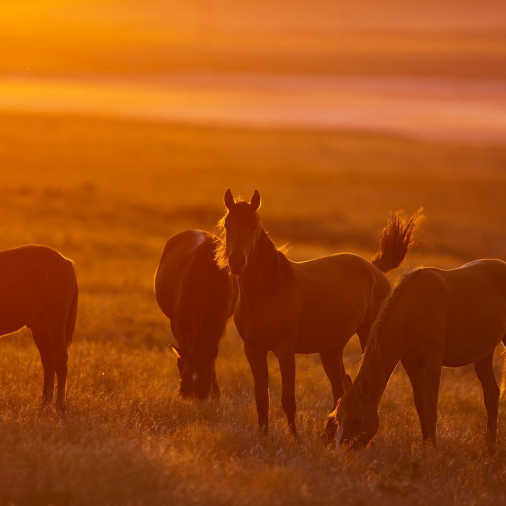 Легкие лошади