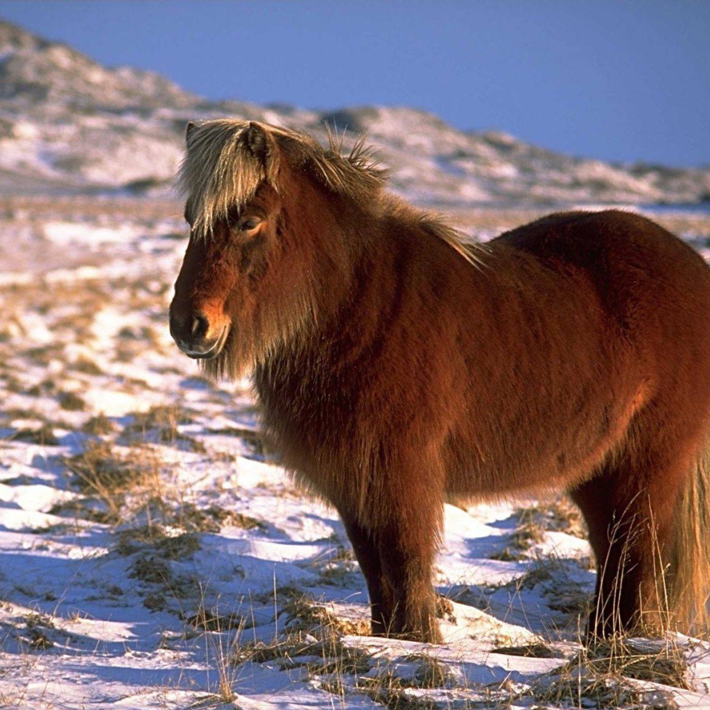 Карликовая лошадь