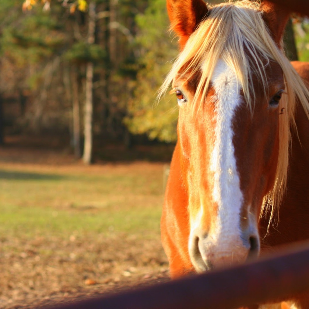 Чудо лошадь