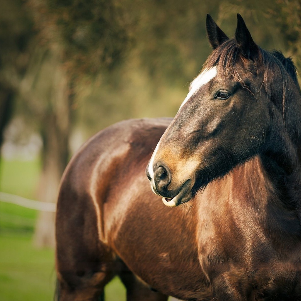 Портрет лошади