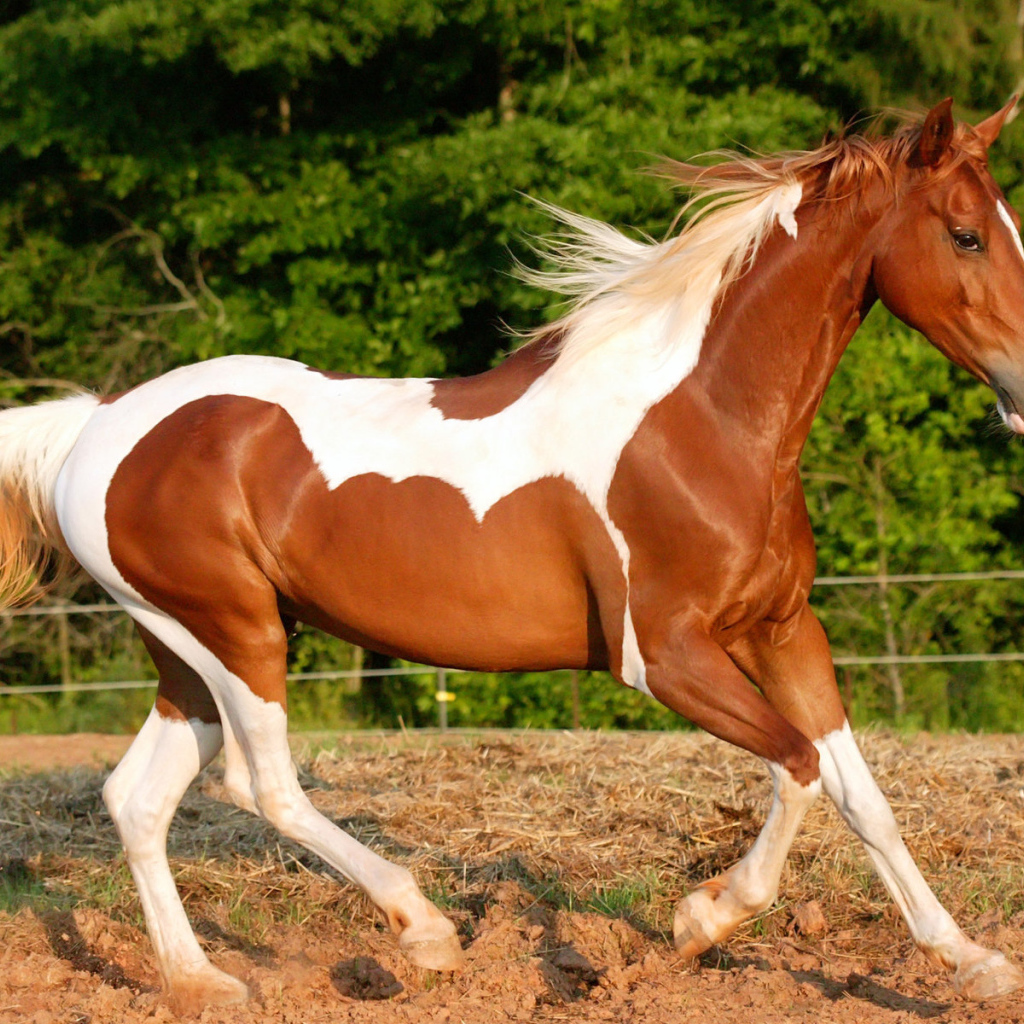 Верховая лошадь