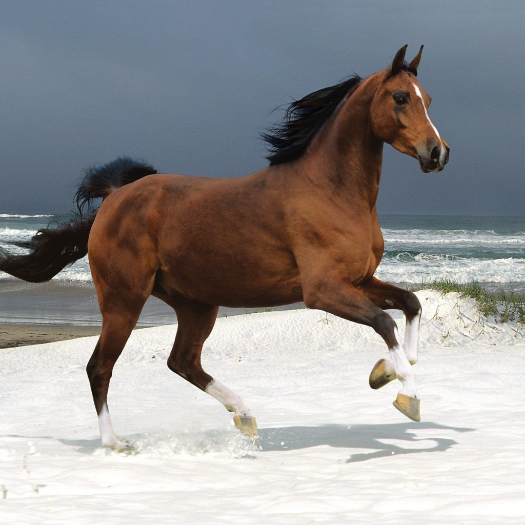 Бегущая лошадь