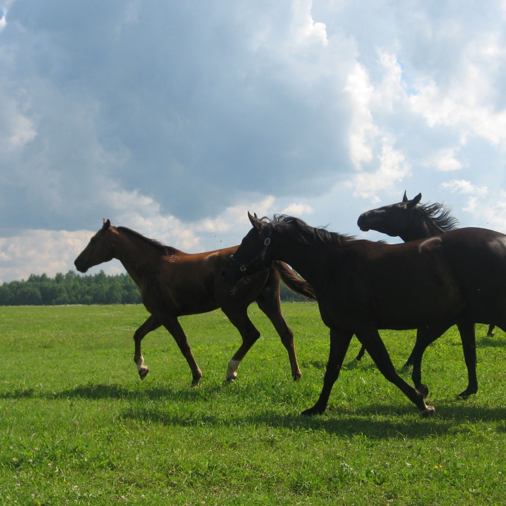 Русские породы лошадей