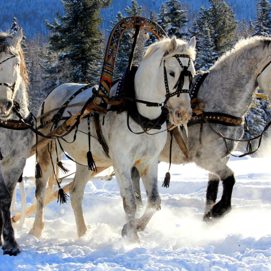 Русская лошадь