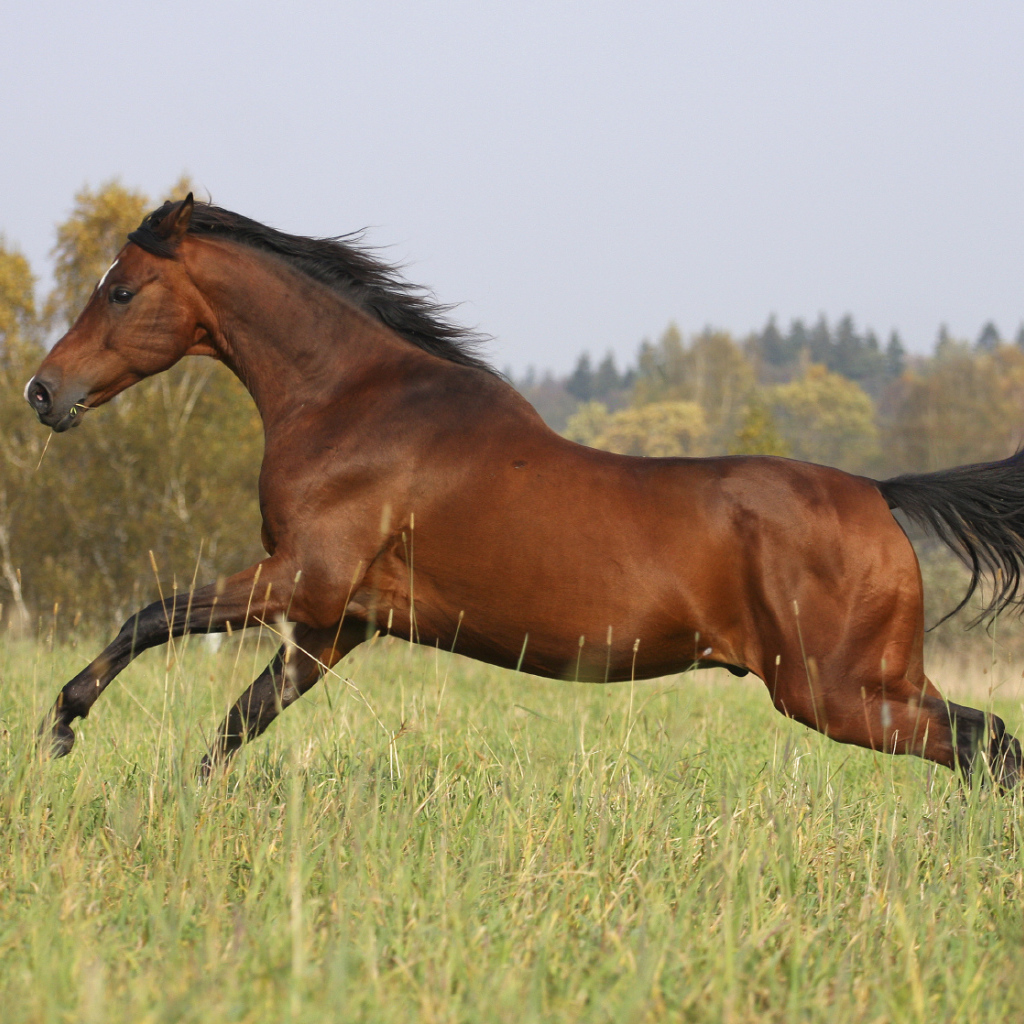 Умная лошадь