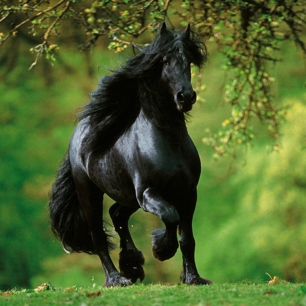 Испанские лошади