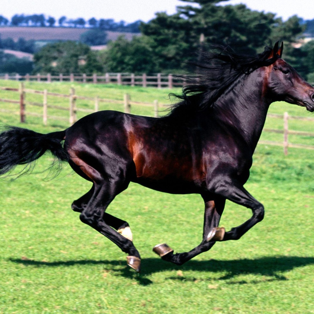 Спортивные лошади