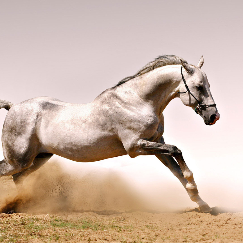 Быстрая лошадь